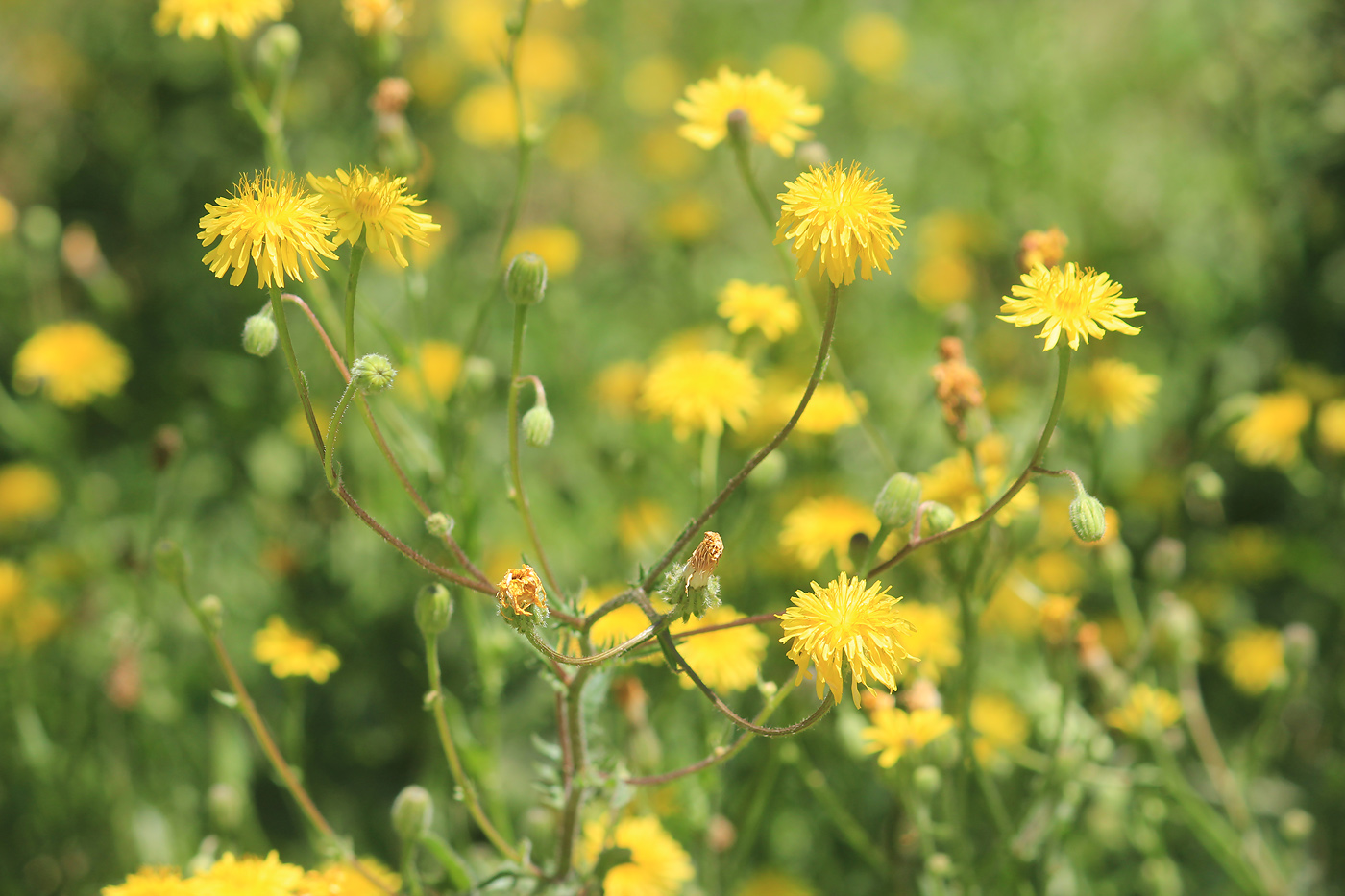 Изображение особи Crepis rhoeadifolia.