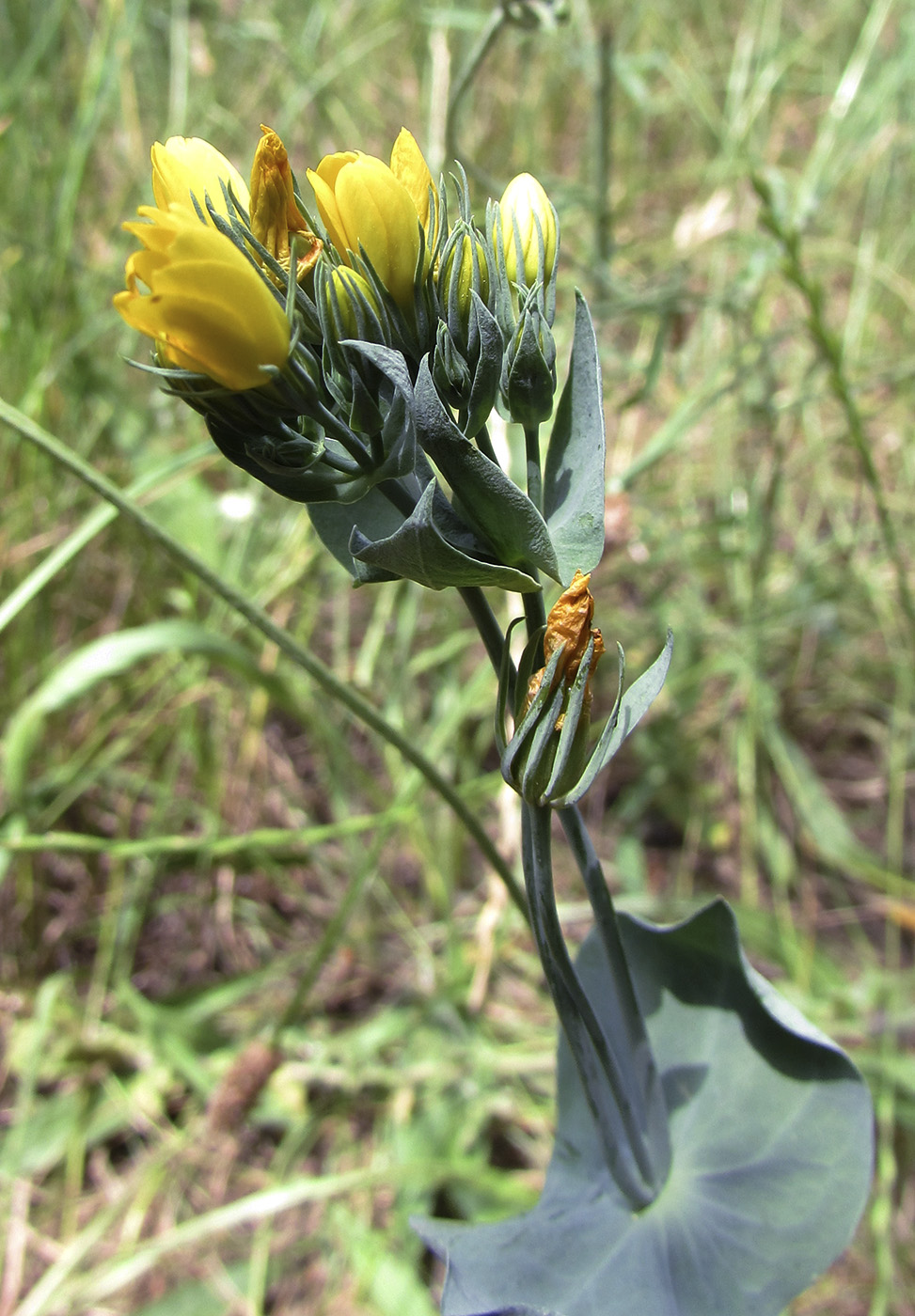 Image of Blackstonia perfoliata specimen.