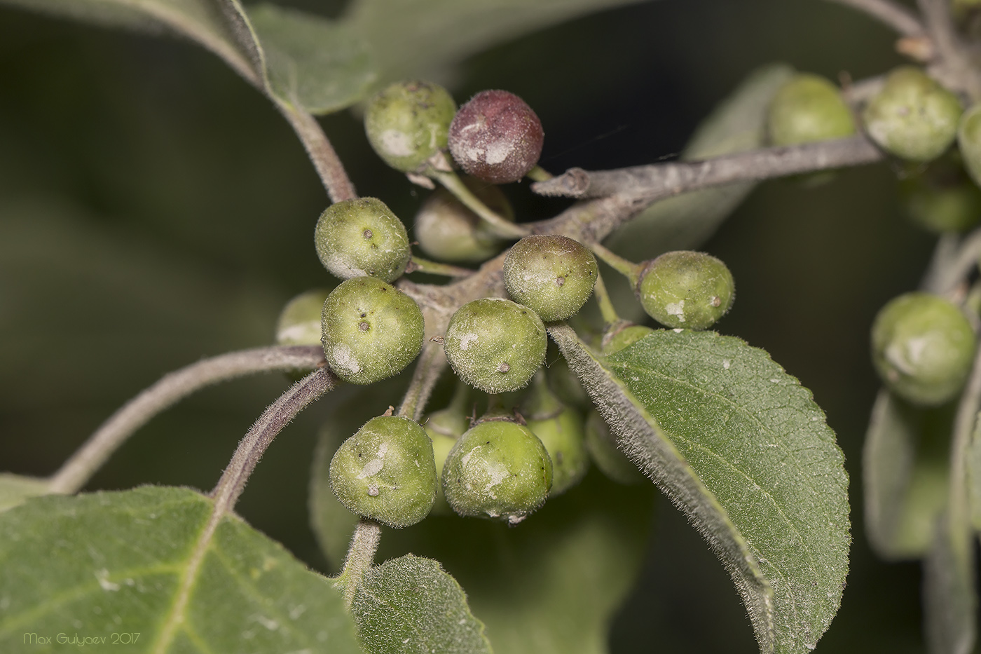 Изображение особи Rhamnus cathartica.