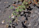 Campanula cashmeriana