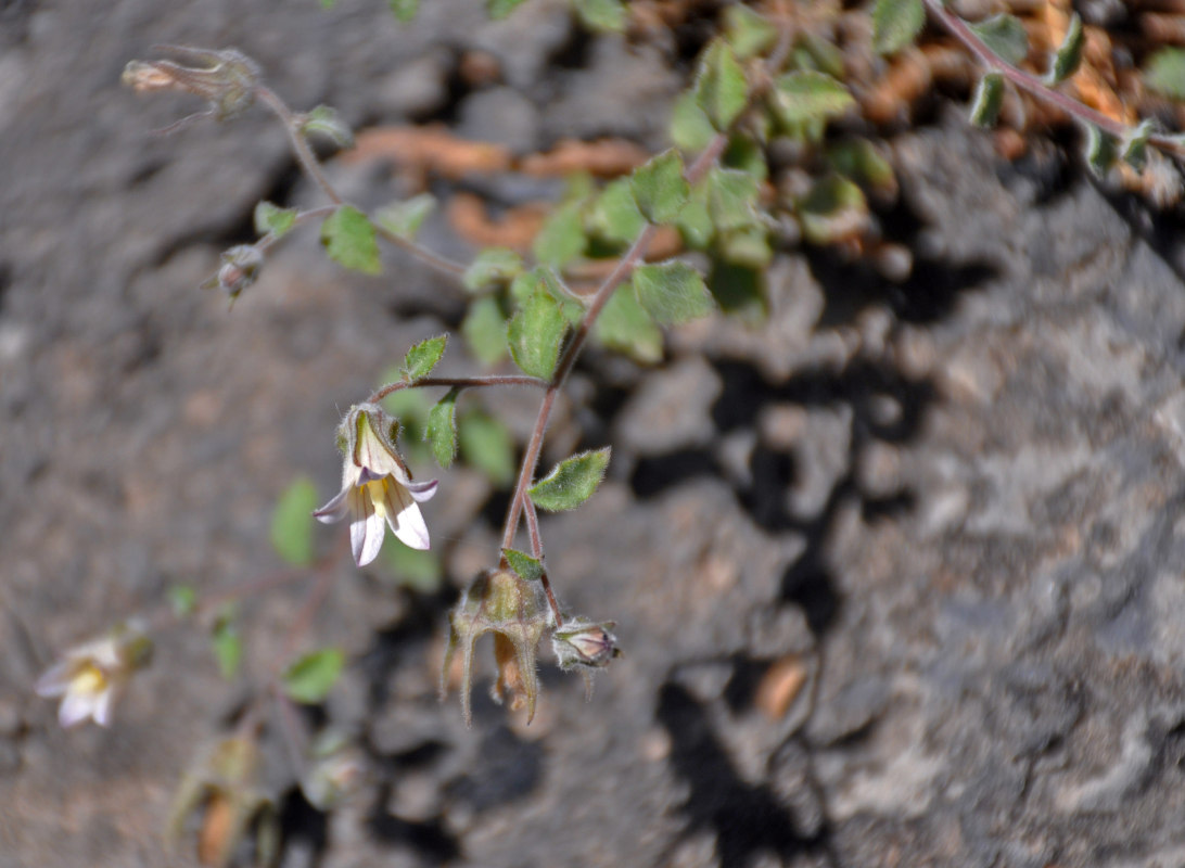 Image of Campanula cashmeriana specimen.