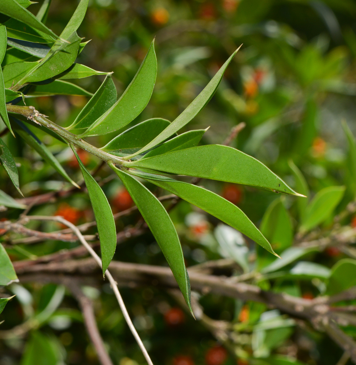 Image of Bonellia macrocarpa specimen.