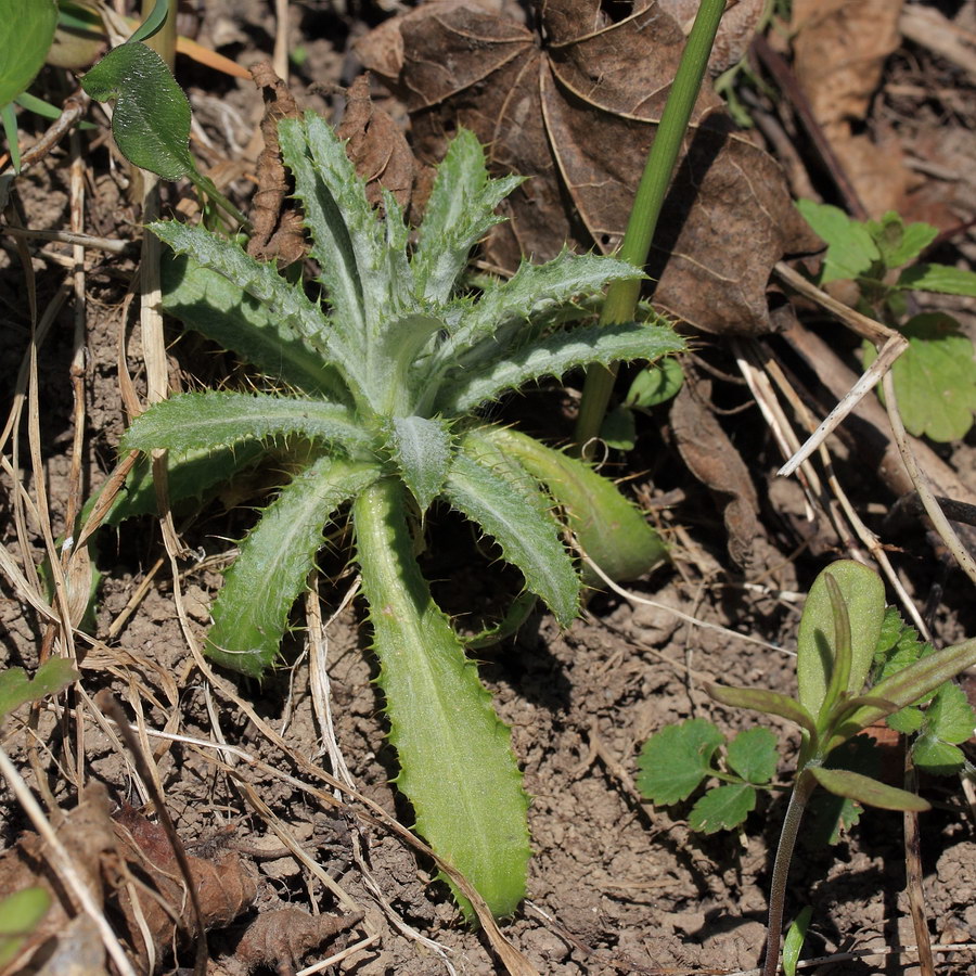 Изображение особи Carlina fennica.