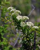 Spiraea flexuosa