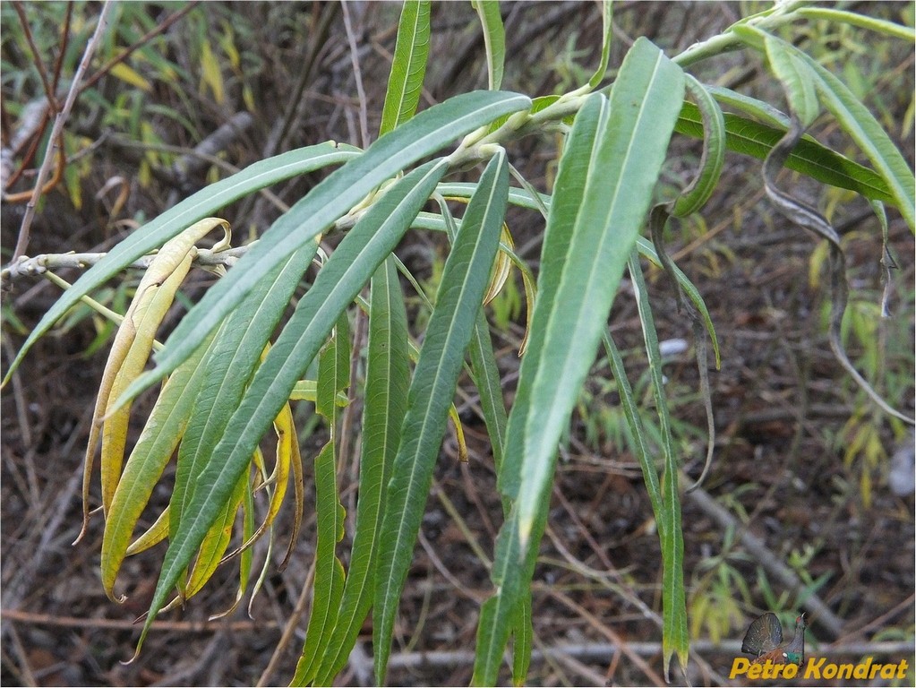 Image of Salix viminalis specimen.