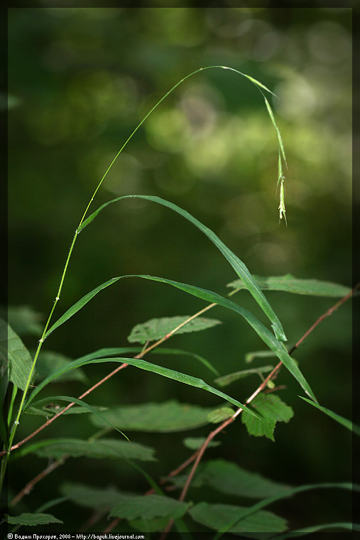 Image of Brachypodium sylvaticum specimen.