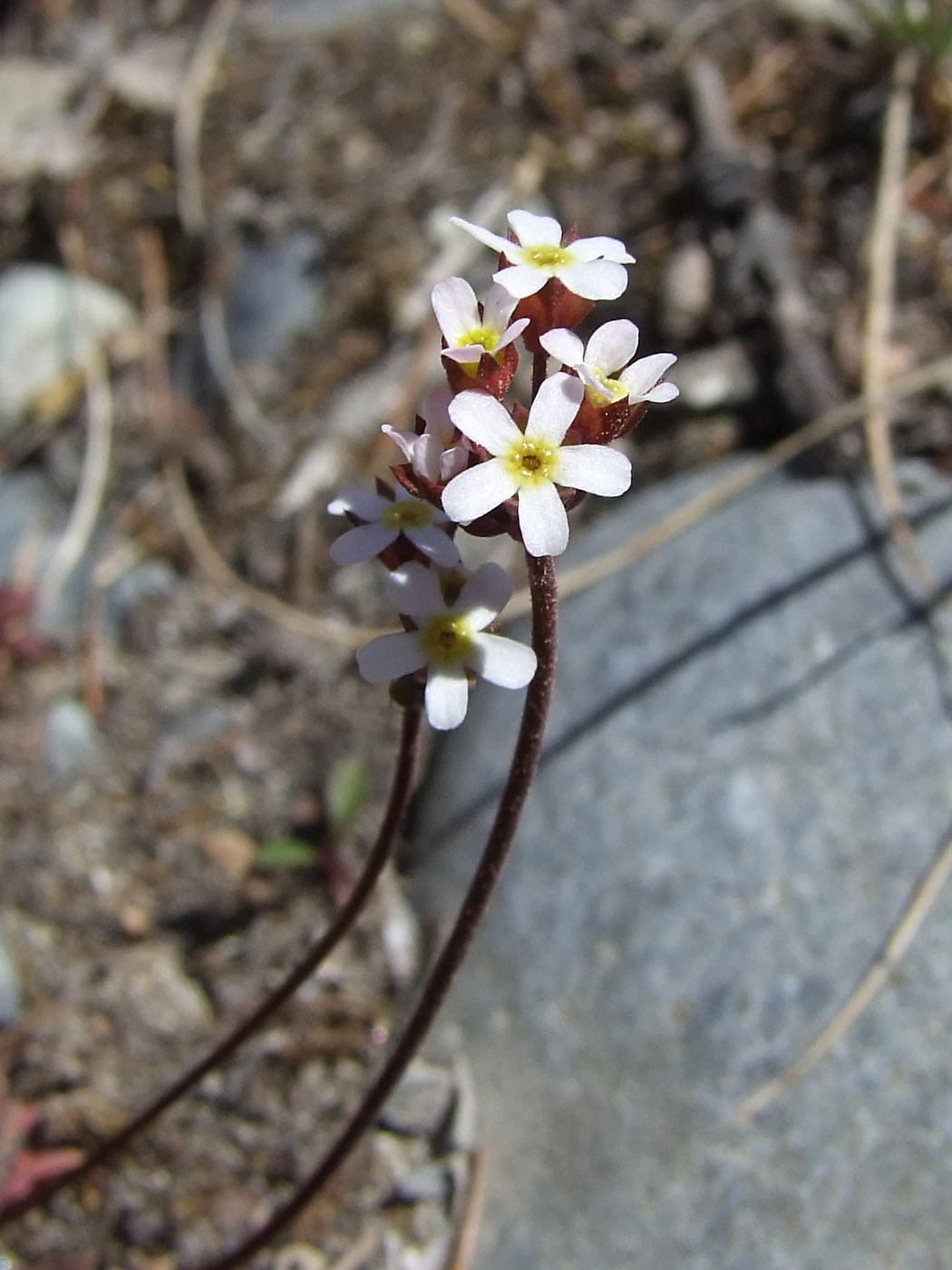 Image of Androsace septentrionalis specimen.