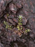 Cochlearia officinalis