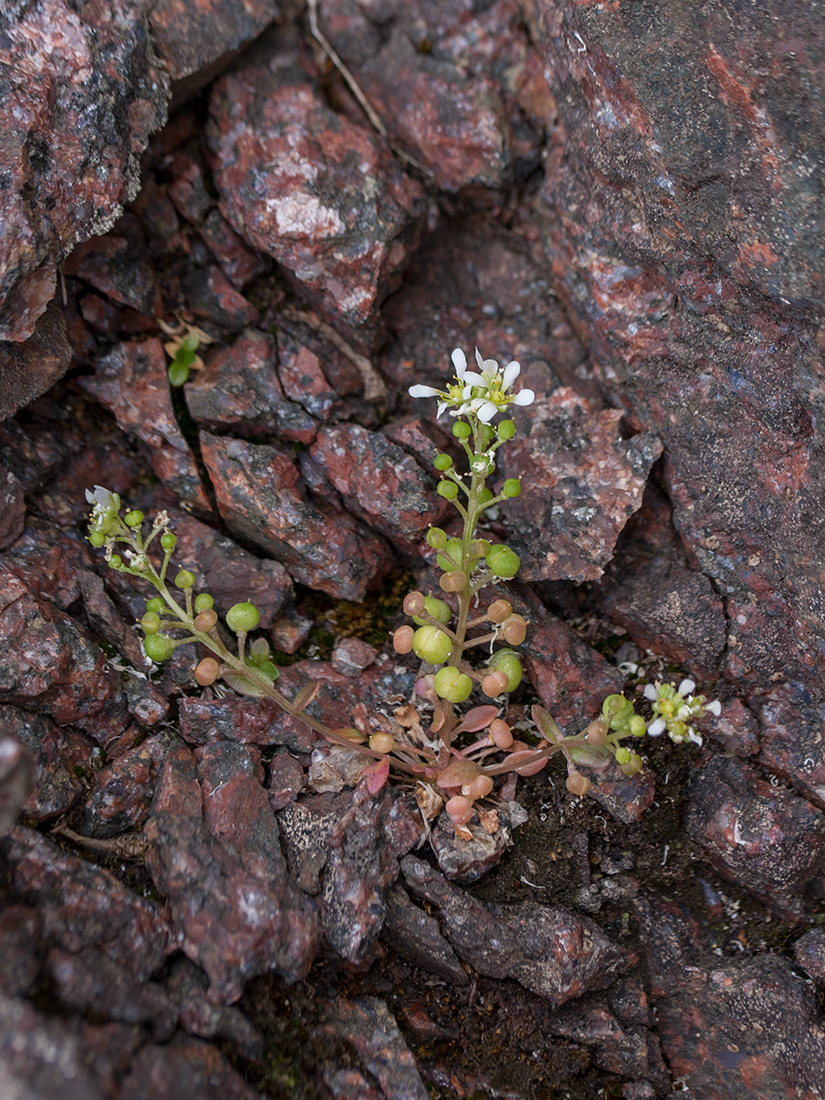 Изображение особи Cochlearia officinalis.