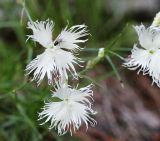 Dianthus acicularis. Цветки с сидящей мухой. Средний Урал, Пермский край, Горнозаводский р-н, окр. пос. Промысла, вершина горы Колпаки, скальные выходы кварцевых сланцев. 11.07.2017.