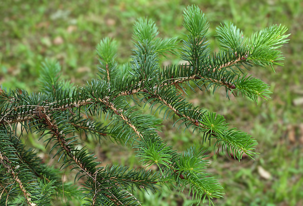 Изображение особи Picea polita.