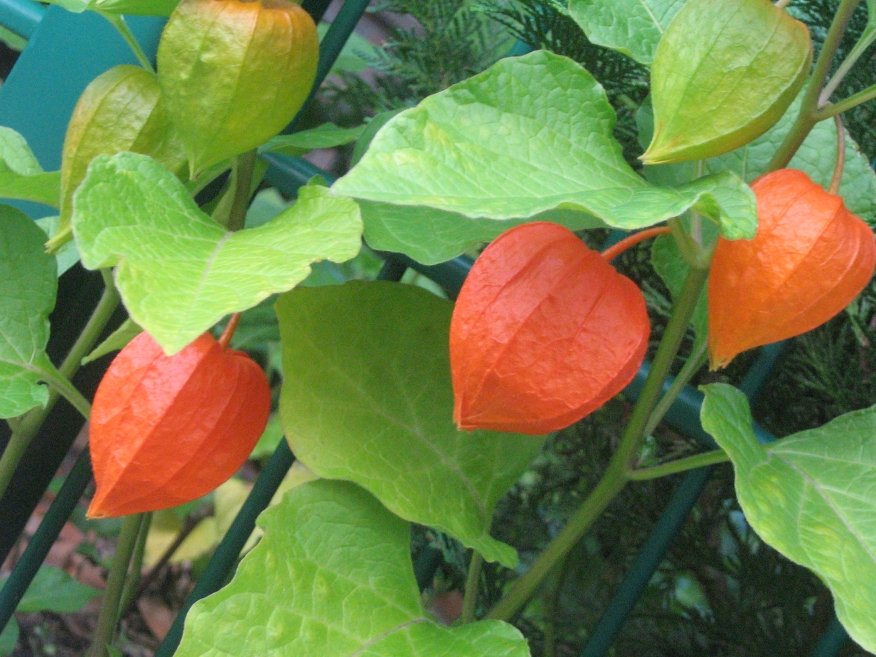 Image of Alkekengi officinarum specimen.