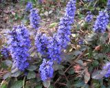 Ajuga reptans