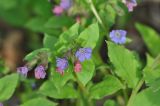 Pulmonaria obscura. Верхушка цветущего растения. Калужская обл., Боровский р-н, окр. дер. Чёлохово, край смешанного леса. 07.05.2015.