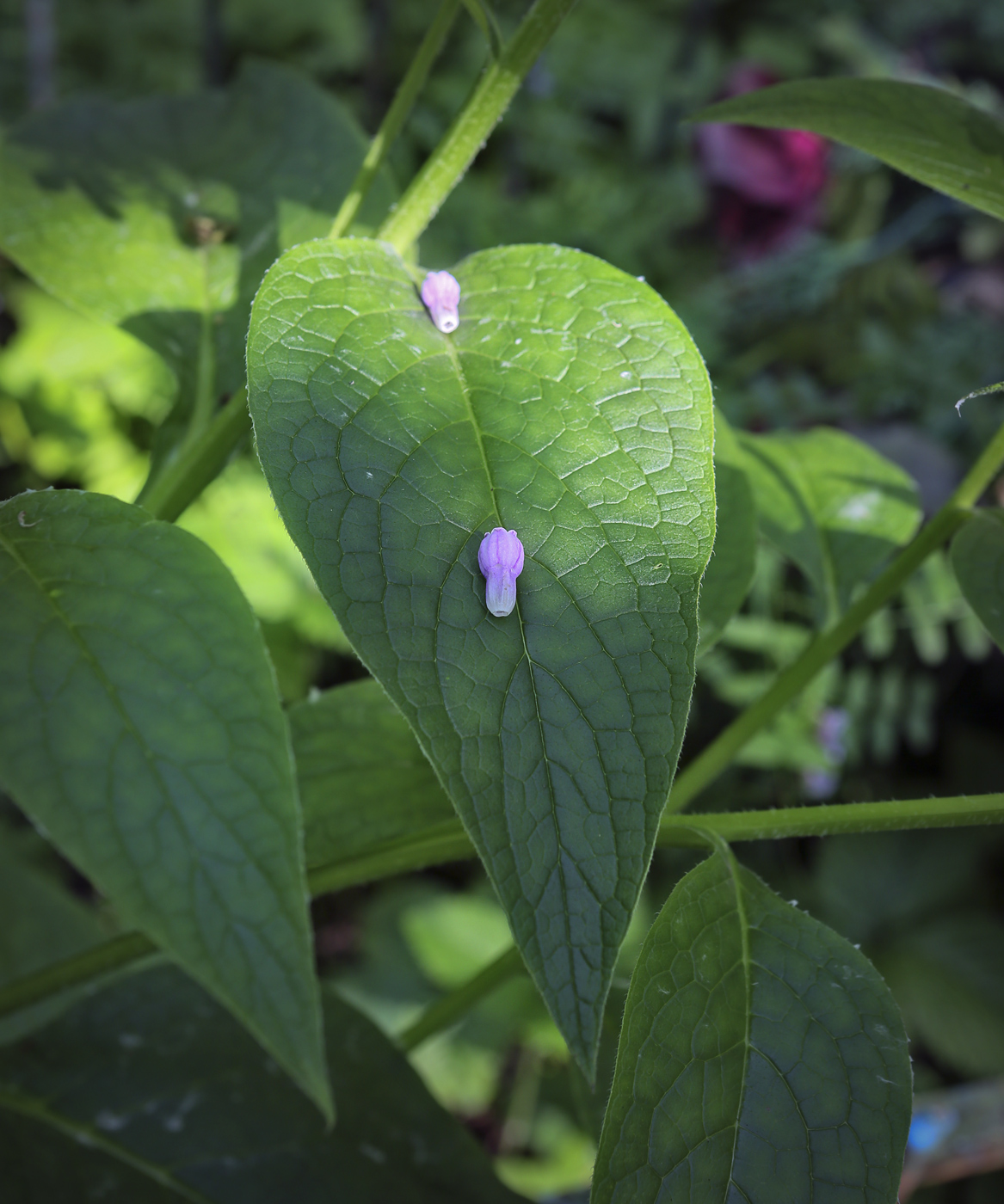 Изображение особи Symphytum asperum.