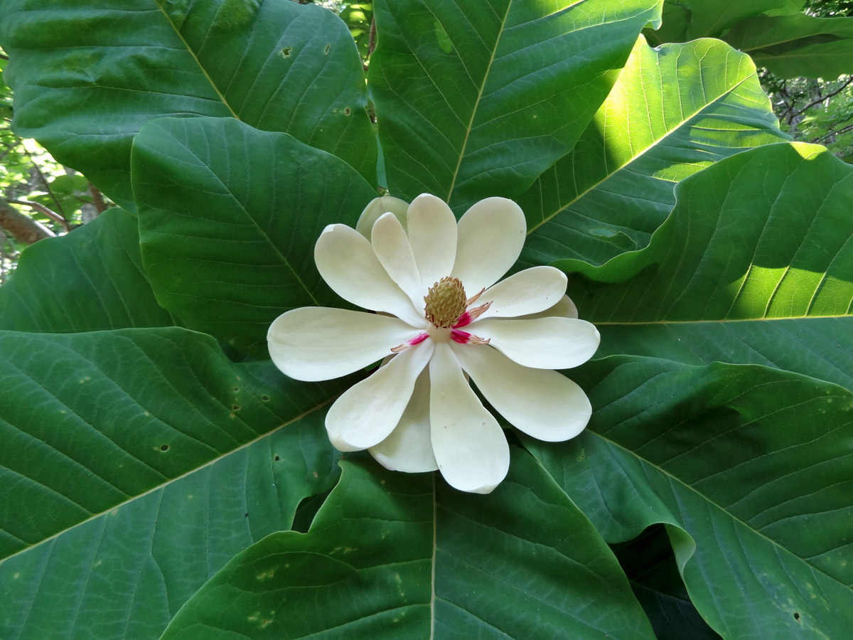 Image of Magnolia hypoleuca specimen.