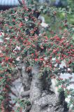 genus Cotoneaster. Дерево с плодами. Китай, провинция Юньнань, г. Лицзян, музейный комплекс \"Имение Му\", бонсай. 01.11.2016.