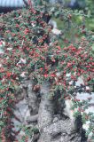 род Cotoneaster. Дерево с плодами. Китай, провинция Юньнань, г. Лицзян, музейный комплекс \"Имение Му\", бонсай. 01.11.2016.