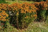 Helenium autumnale