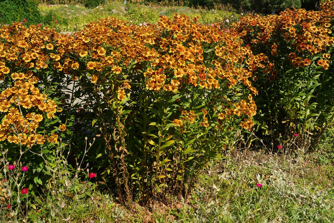 Image of Helenium autumnale specimen.