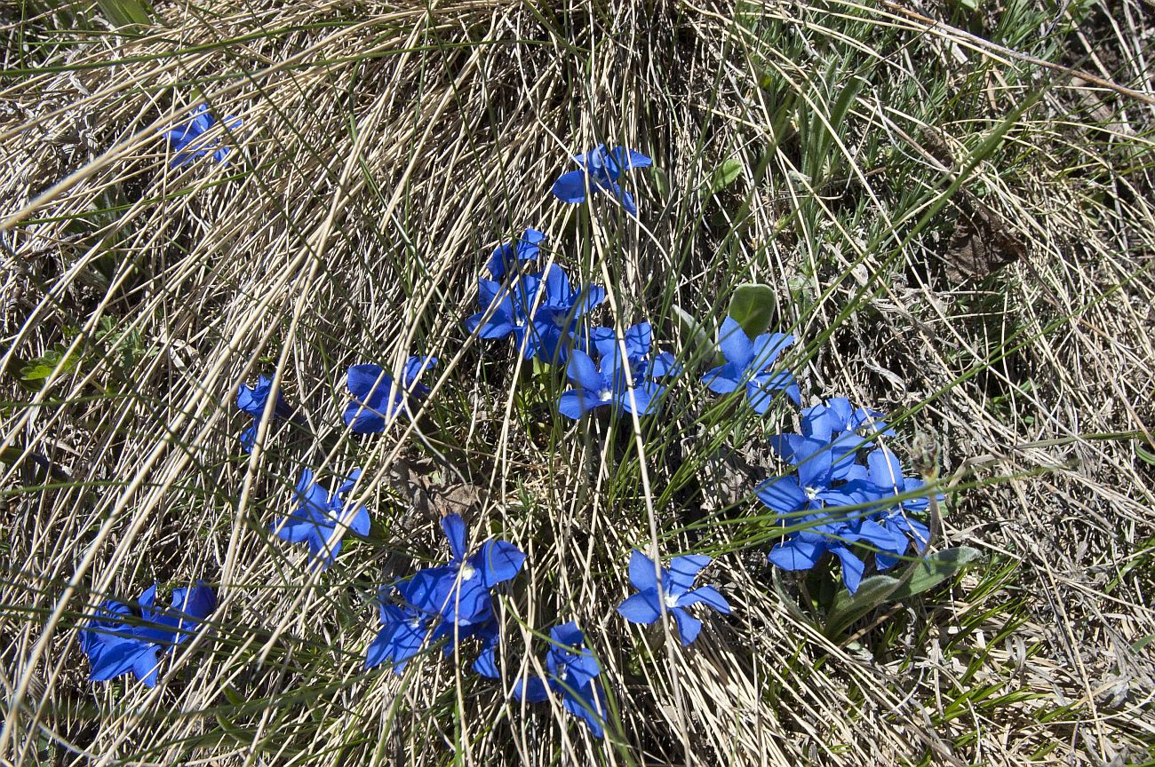 Image of Gentiana angulosa specimen.