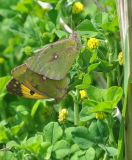 Medicago lupulina