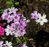 Phlox drummondii. Цветки. Восточный Казахстан, г. Усть-Каменогорск, Архитектурно-ландшафтный музей-заповедник, в культуре. 11.08.2017.