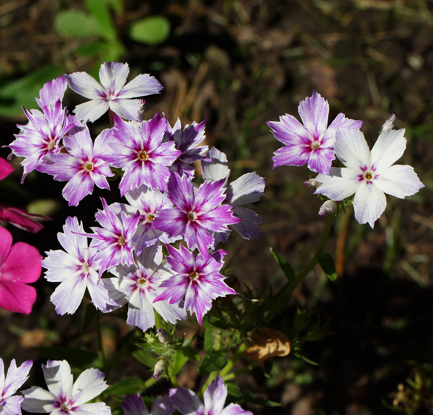 Image of Phlox drummondii specimen.