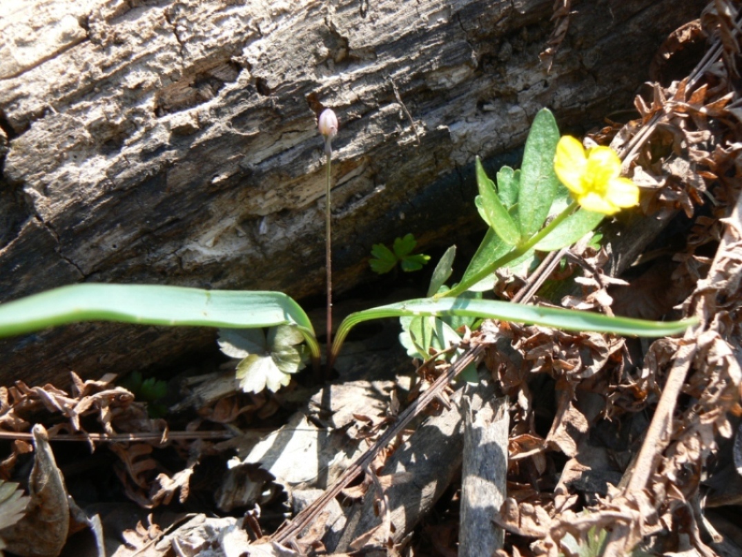 Image of Allium monanthum specimen.