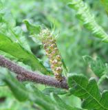 Comptonia peregrina