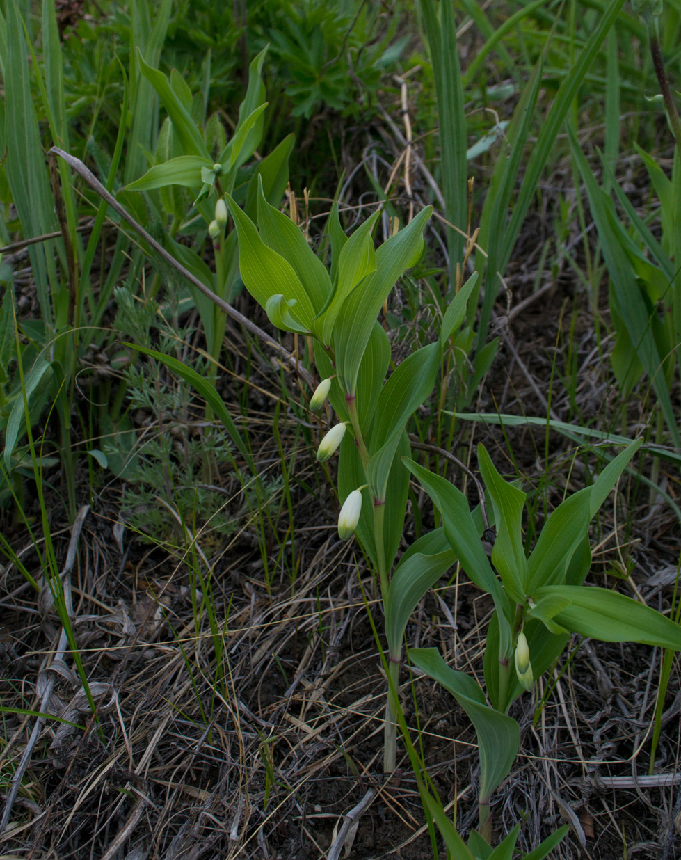 Image of Polygonatum odoratum specimen.