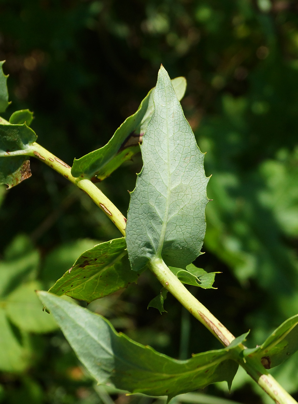 Изображение особи Hieracium robustum.