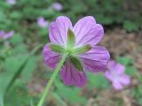 Geranium albanum