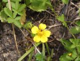 Potentilla reptans. Цветок с кормящимся жуком. Украина, г. Запорожье, восточная окраина, долина р. Мокрая Московка, сырой участок возле зарослей тростника. 17.06.2018.