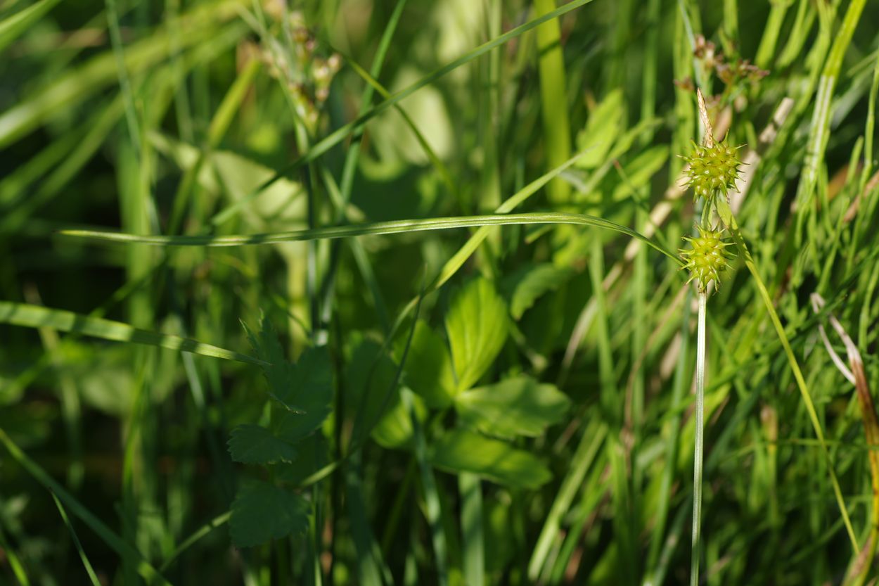 Изображение особи Carex flava.