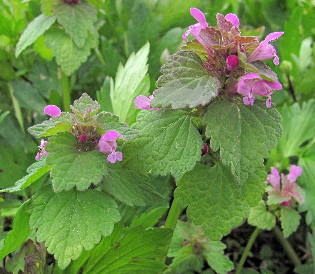 Изображение особи Lamium purpureum.