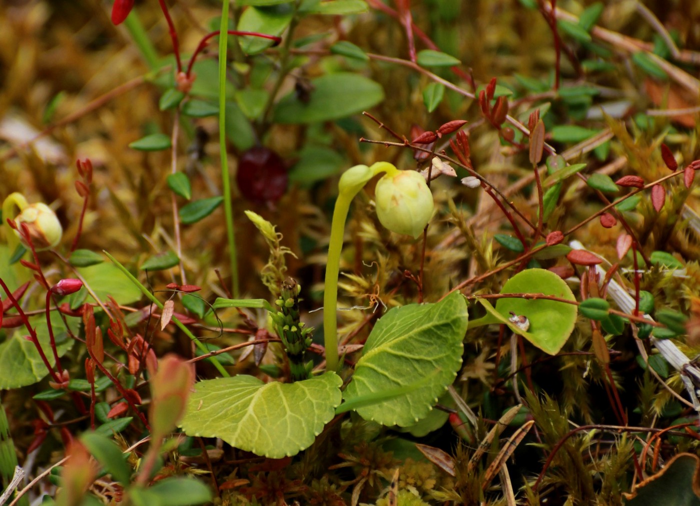 Image of Moneses uniflora specimen.