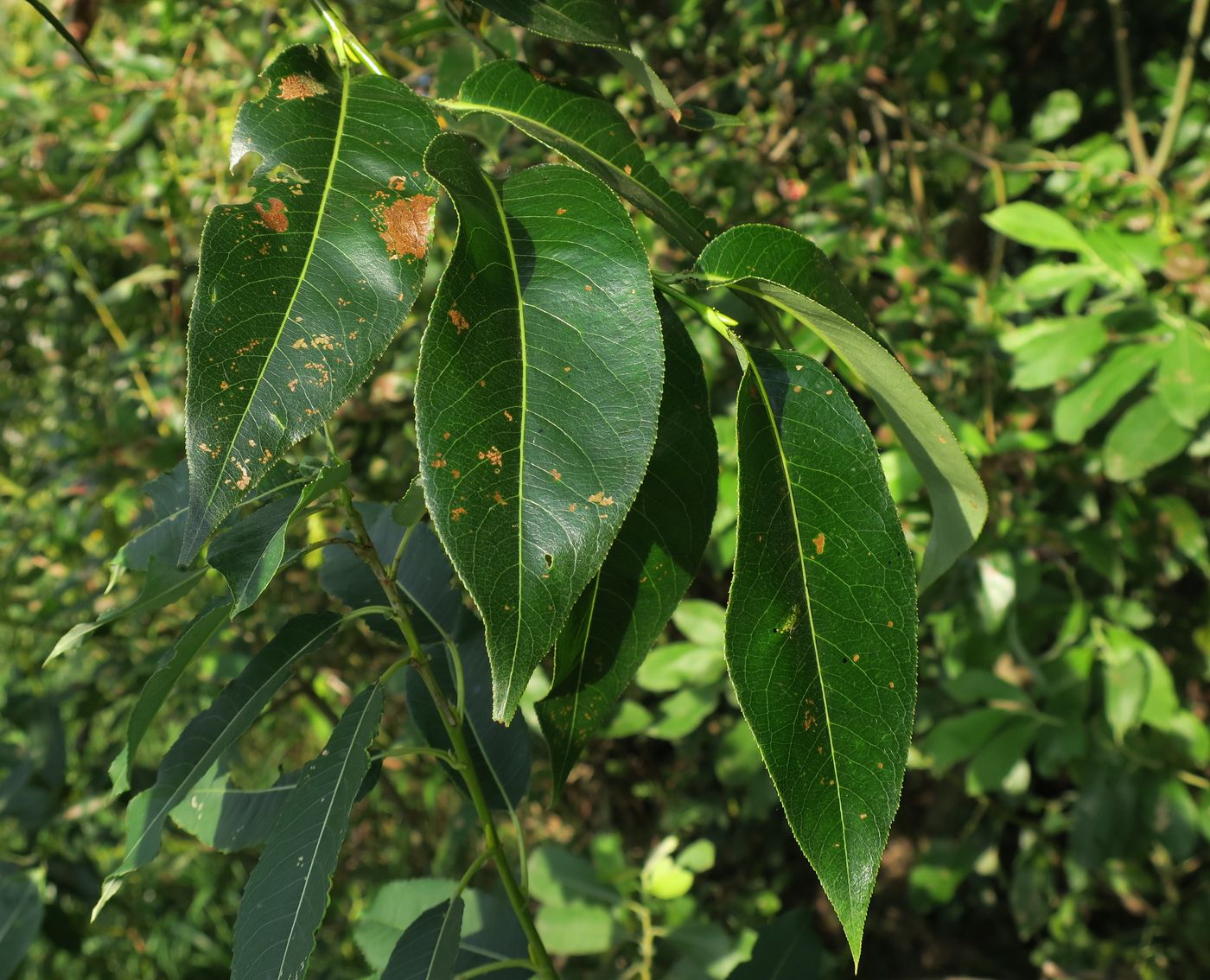 Image of Salix pentandra specimen.