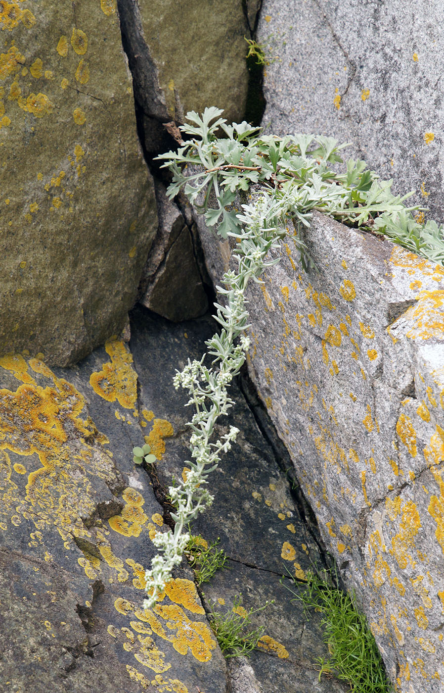 Изображение особи Artemisia pannosa.