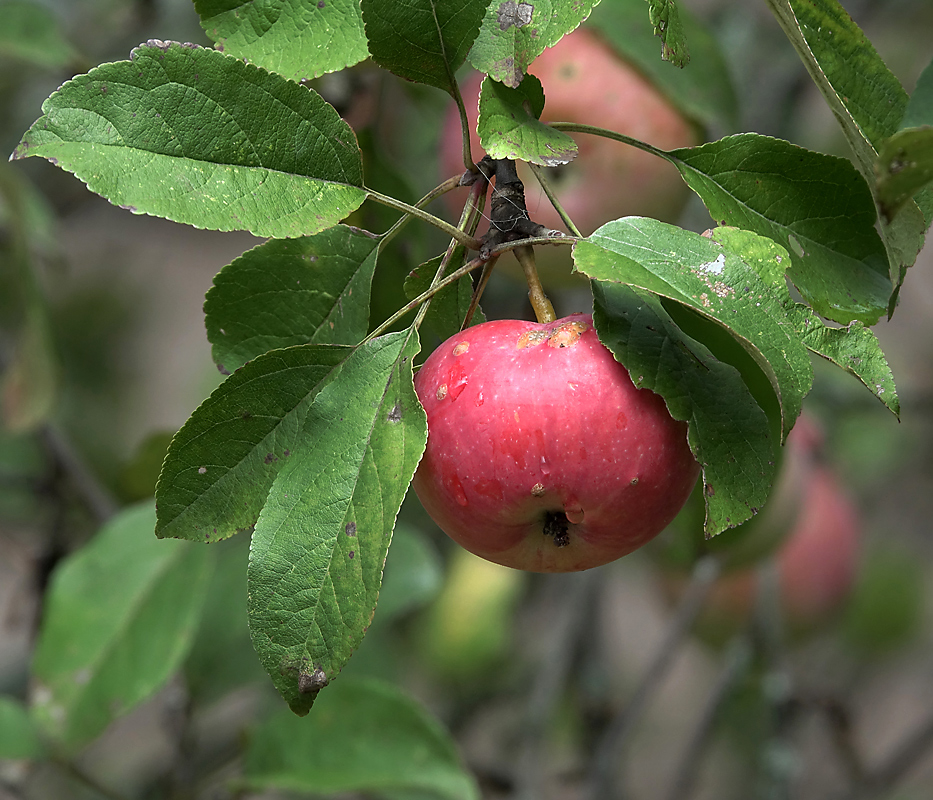 Изображение особи Malus domestica.