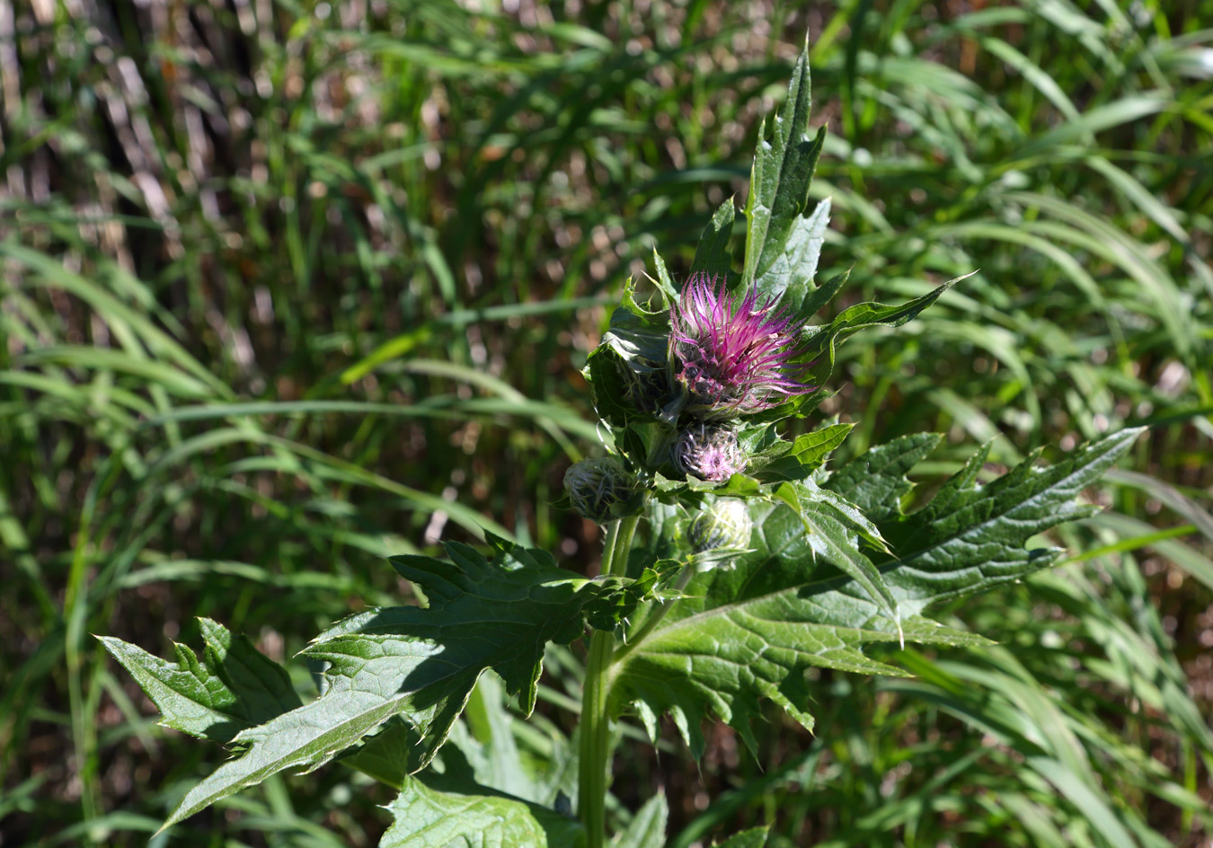 Image of Cirsium kamtschaticum specimen.