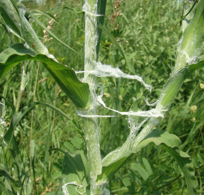 Изображение особи Tragopogon dasyrhynchus var. daghestanicus.