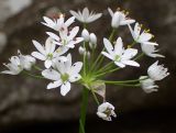 Allium subhirsutum