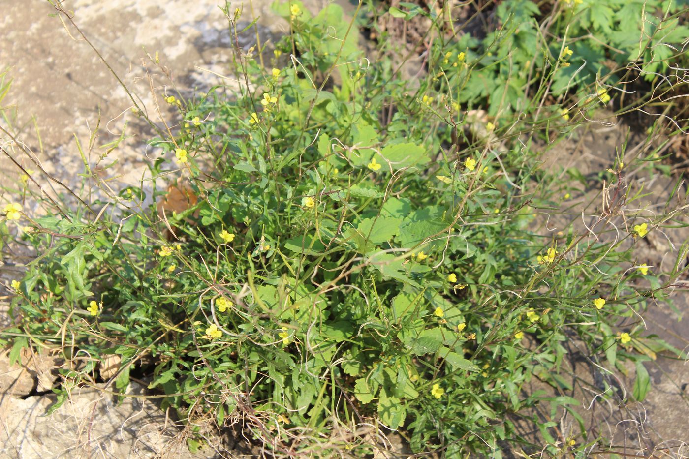 Image of genus Diplotaxis specimen.