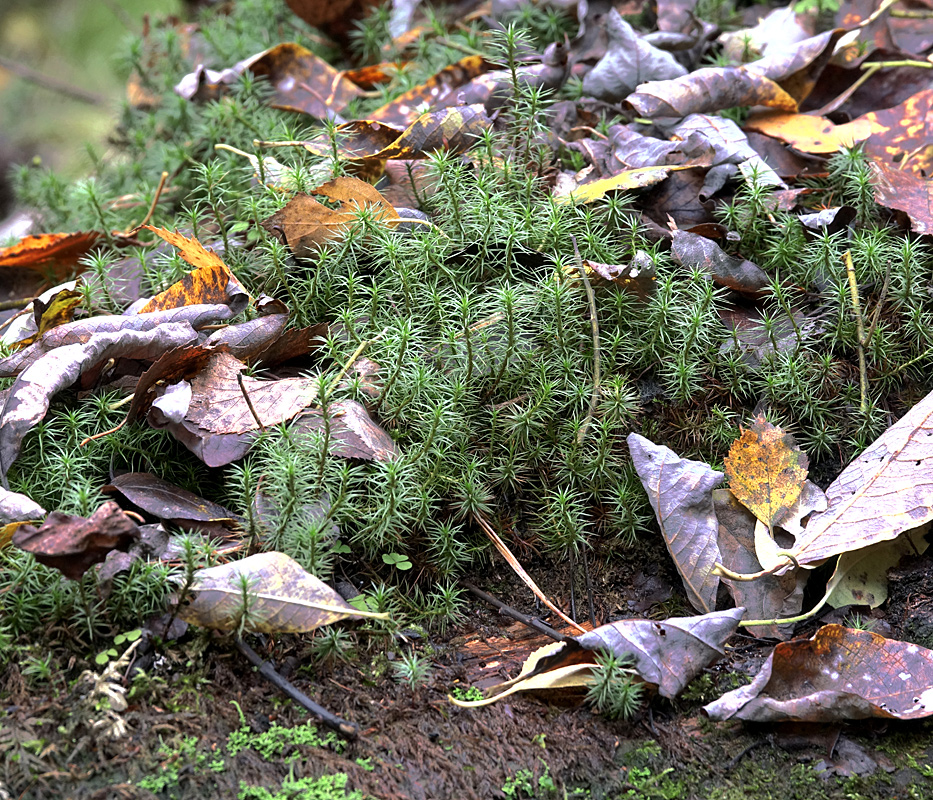 Image of Polytrichum juniperinum specimen.