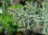 Artemisia glauca. Верхушка цветущего растения. Иркутская обл., Иркутский р-н, дер. Вересовка, пустырь между домами. 08.08.2018.