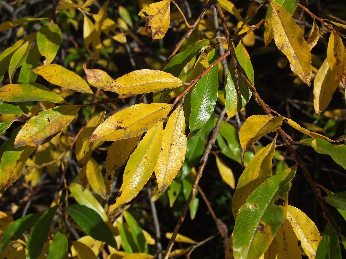 Изображение особи Salix udensis.