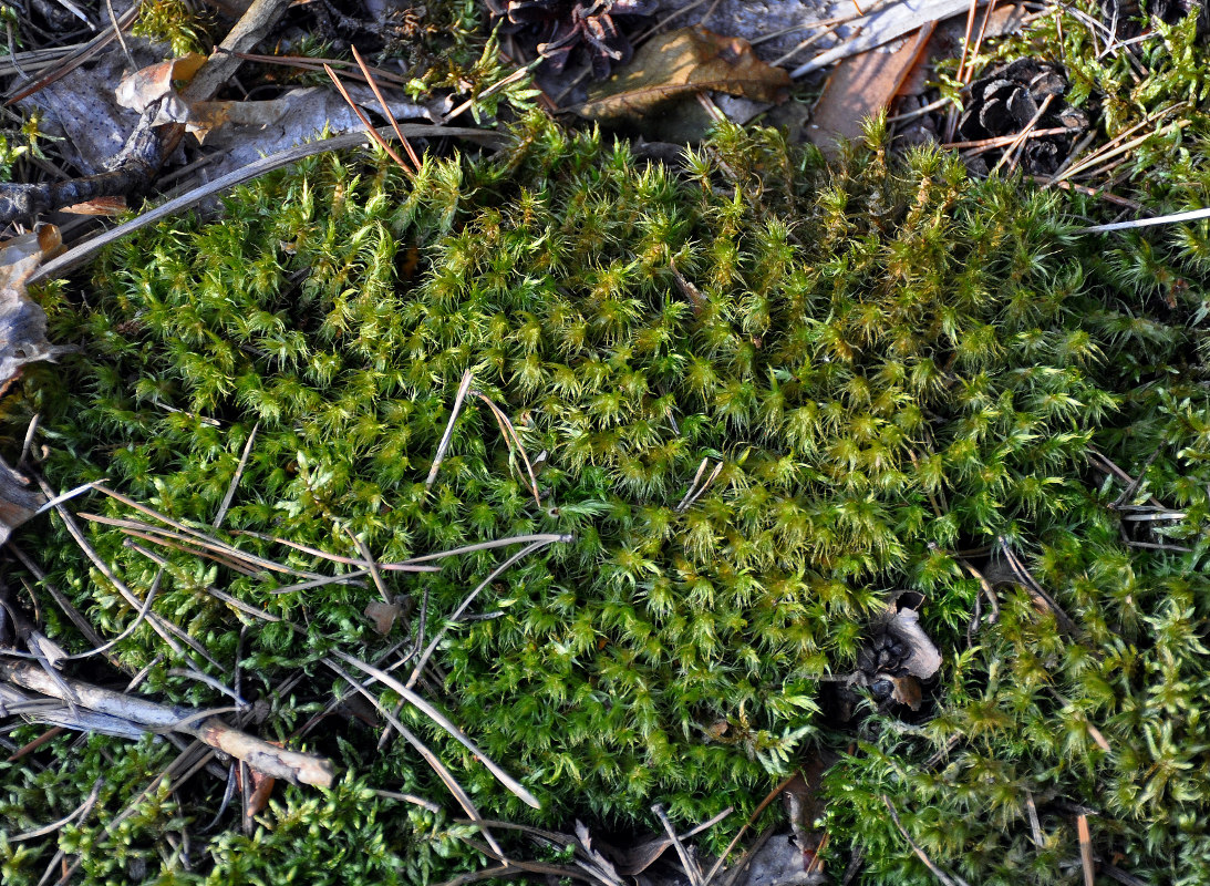 Image of Dicranum polysetum specimen.