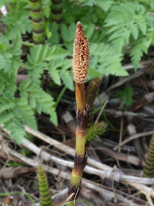 Image of Equisetum telmateia specimen.