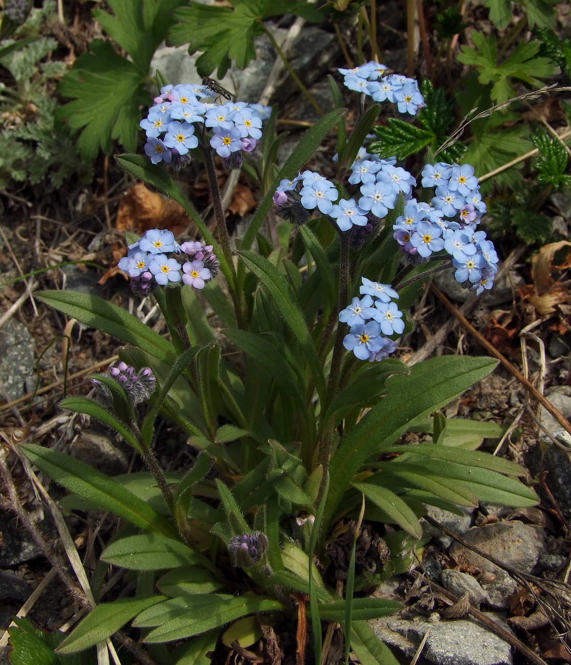 Image of Myosotis asiatica specimen.